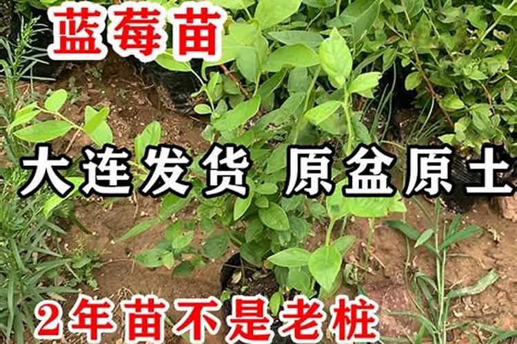 果树上什么肥料最好 果树专用肥有哪几种