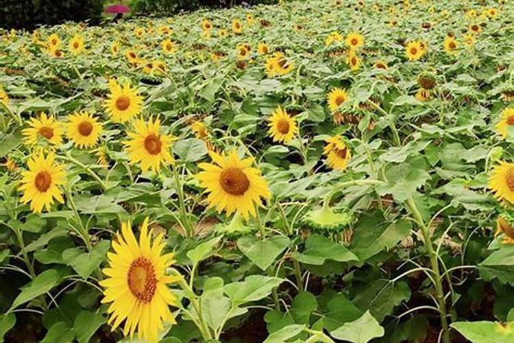 葵花开花了时能追肥吗