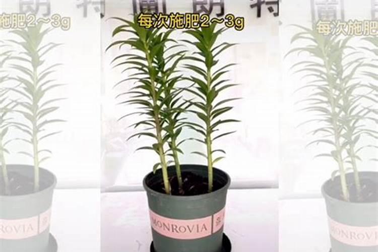 花卉根外追肥应注意哪些事项？