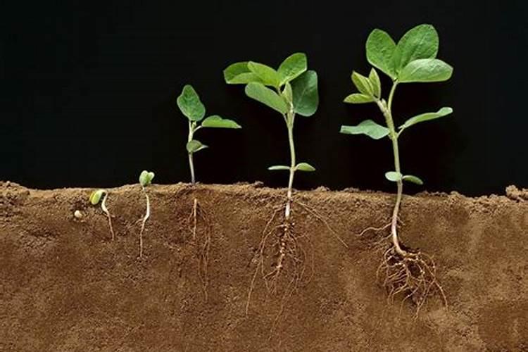 缺氮磷钾的植物个有什么症状啊