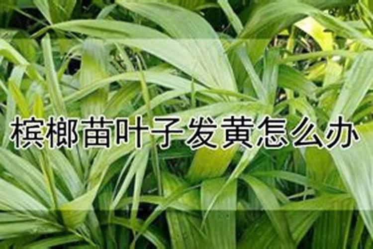 槟榔树黄叶病怎么防治？