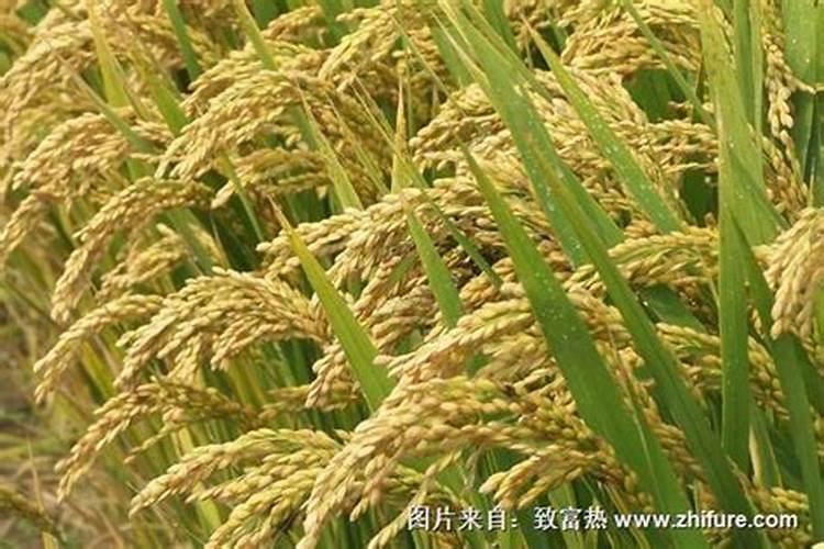 高梁在什么时候打叶面肥促早熟？