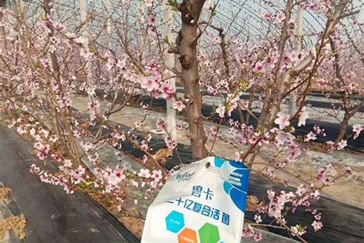 绿萝肥料怎么做