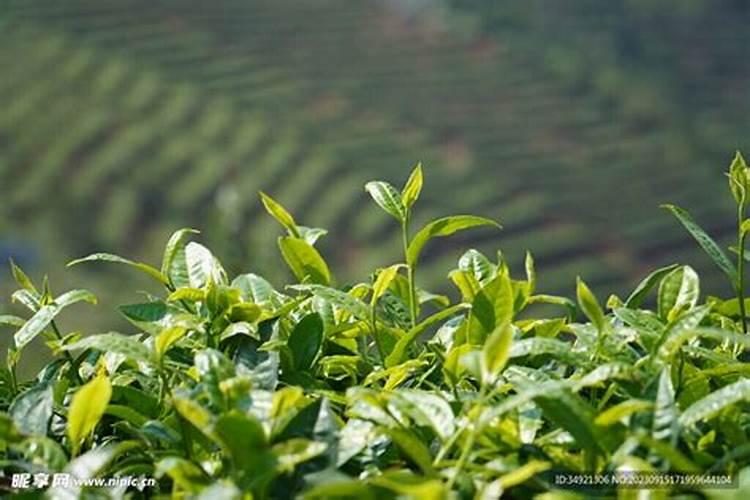 谁能给我讲解一下茶叶问题？