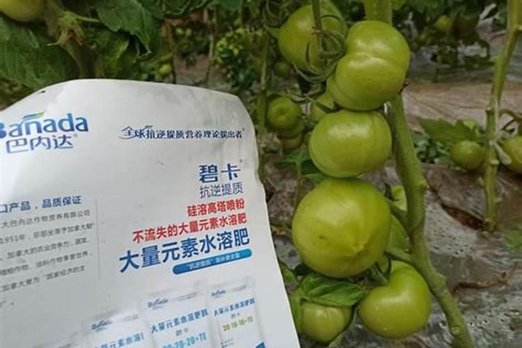绿萝使用什么花肥