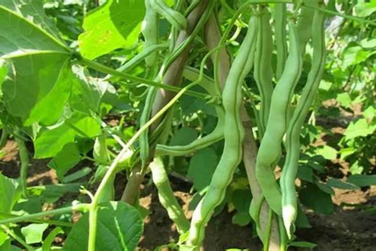 芸豆适合冲施什么元素的肥料