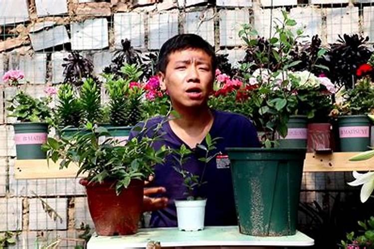 风车茉莉的施肥方法什么肥料好？