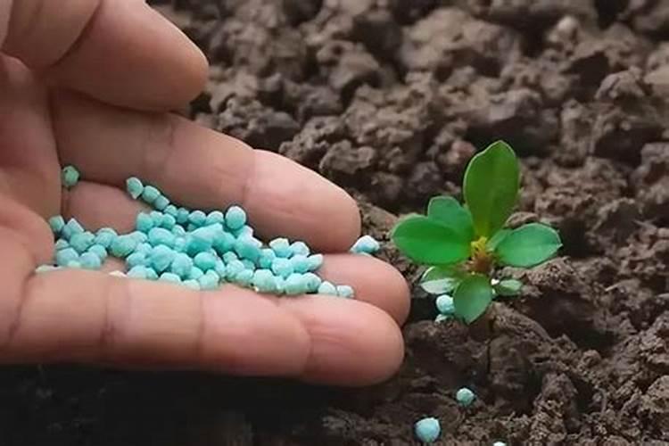 养花用的颗粒二胺,可不可以溶到水里后再浇花？因为我闲埋土里费事.百...