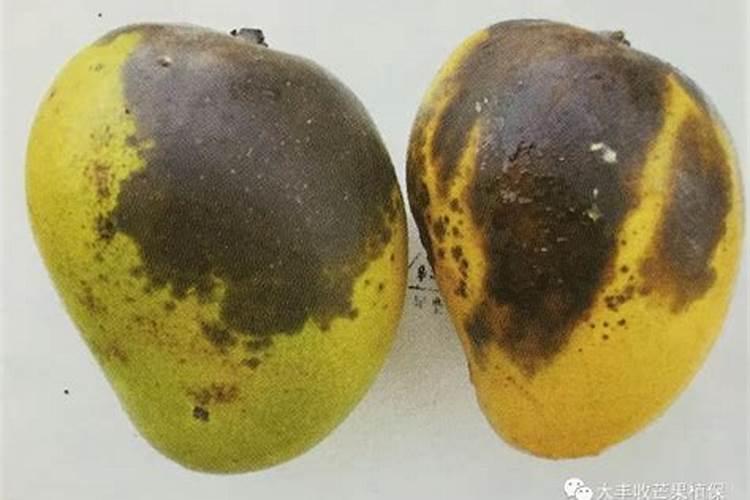 结果的芒果树追肥用硫酸钾还是硝酸钾好