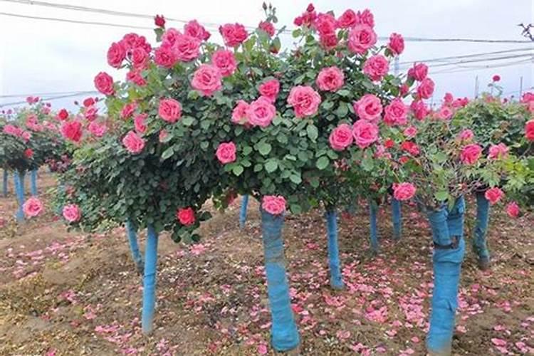 磷肥适合哪些花