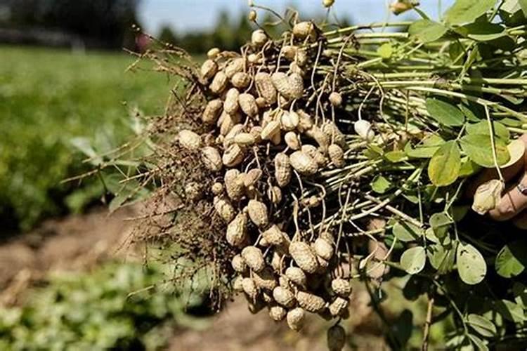 芸苔素内酯有什么特性？ 大豆食心虫的防治措施