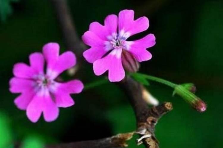 尿素适合哪些花