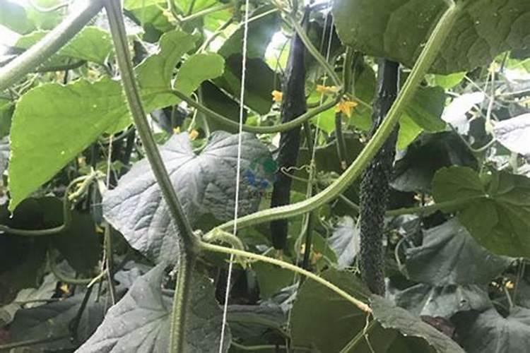 为什么夏天种植辣椒要补硼？硼有什么用？