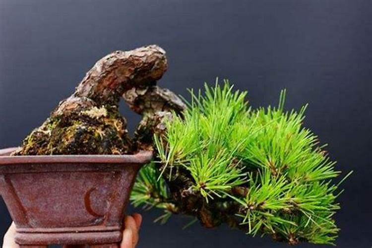 松柏树灌什么肥料长得快