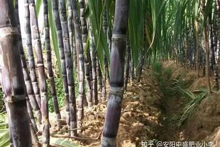 种黑皮甘蔗要施几次肥 如何施肥才高产