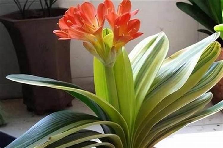 君子兰上施什么肥能开花
