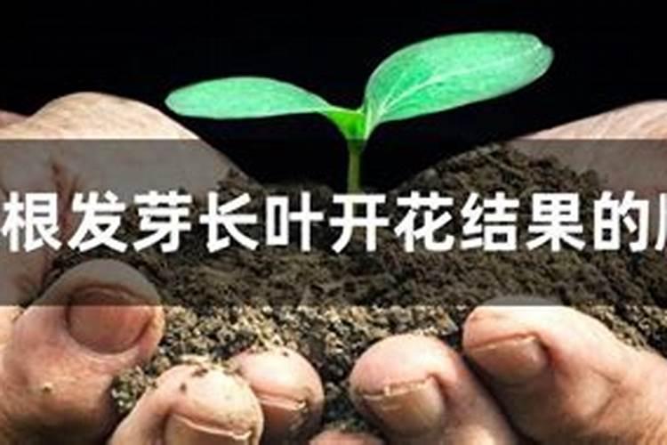 用了30多年的这些老配方依然是生根、坐果、膨果的最好配方!