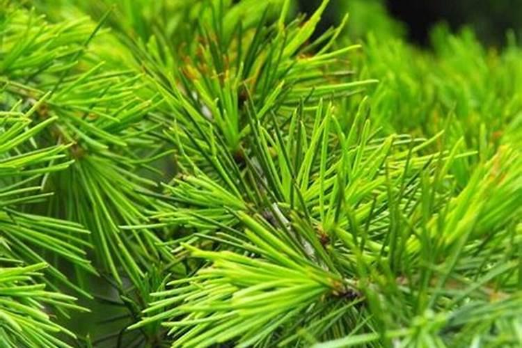 松树叶可以做肥料吗