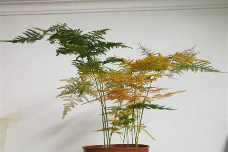 文竹施肥时间,怎样给文竹施肥