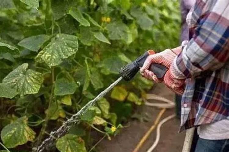 黄瓜浇什么能多结瓜