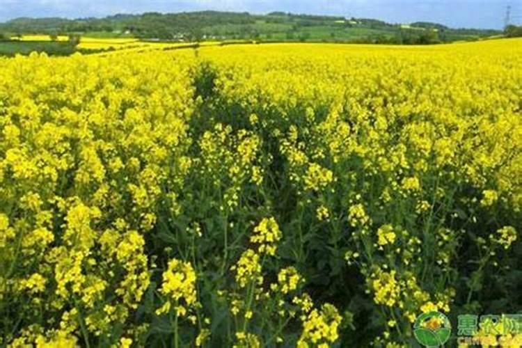 油菜施硼肥要注意什么