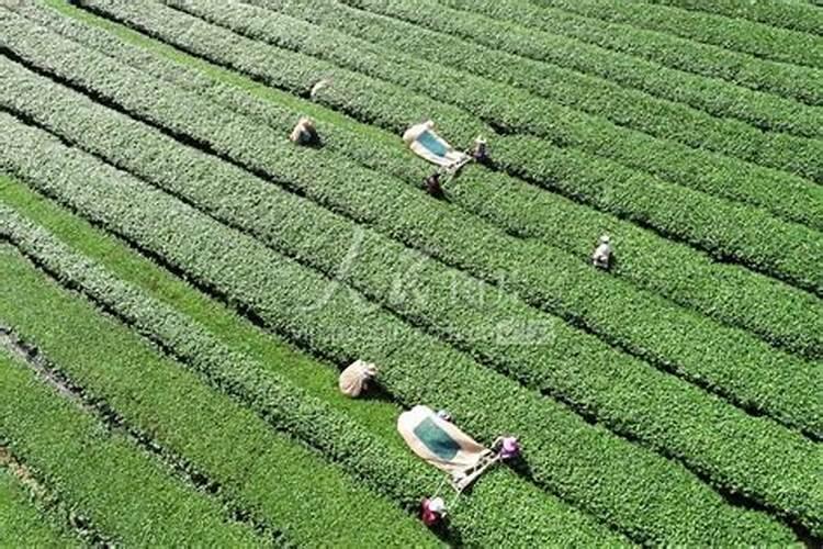 茶叶施磷肥选什么肥