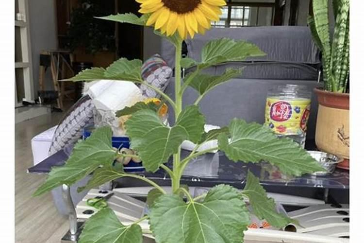向日葵施什么肥最好