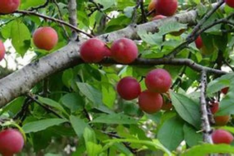 李子树开花结果最佳天气和温度？