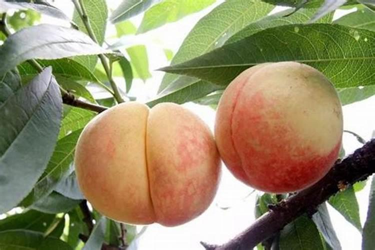 桃树结果时需要施什么肥