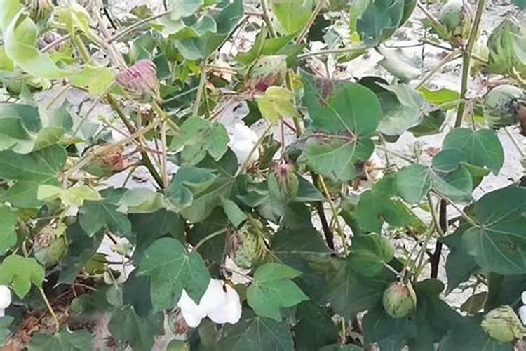 棉花花铃期施肥很重要,棉花花铃期怎么施肥？