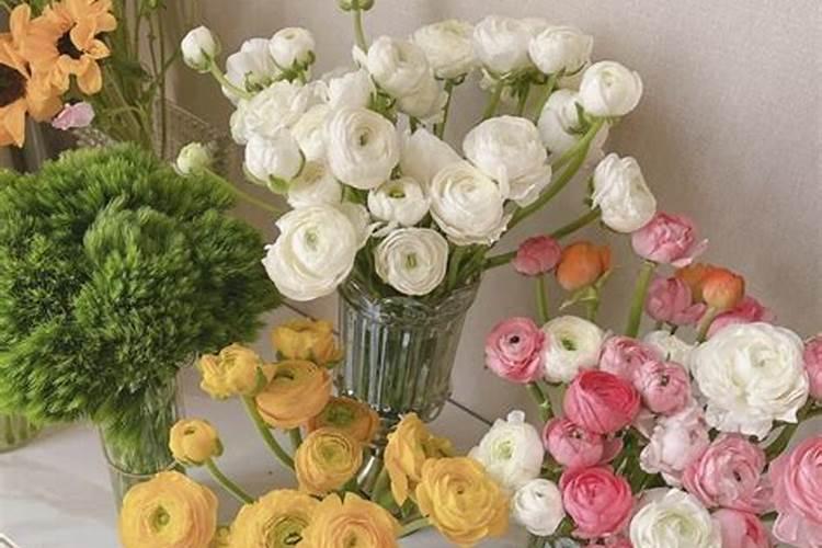 娇气的洋牡丹花,怎么养