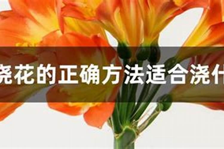 西红柿的生长过程