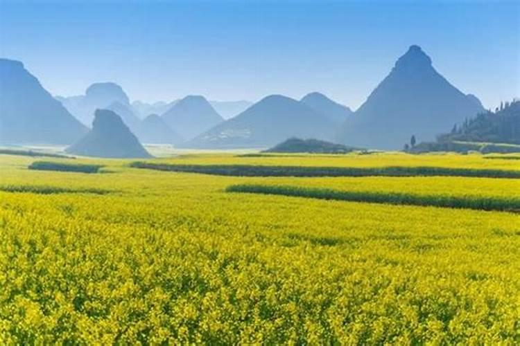 四季青草刚发芽不久喷什么页面肥