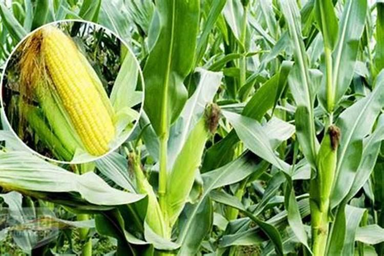 玉米开花结果时需要施什么肥