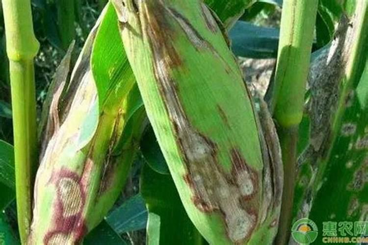 施什么肥能使玉米棒大