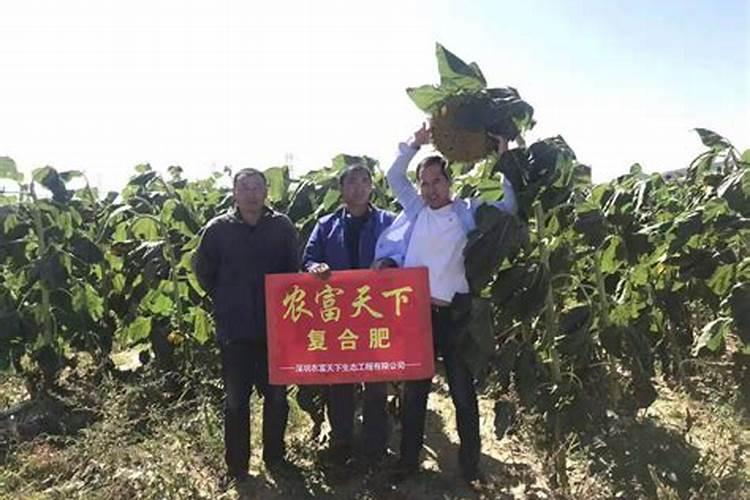 撒可富复合肥生产厂家