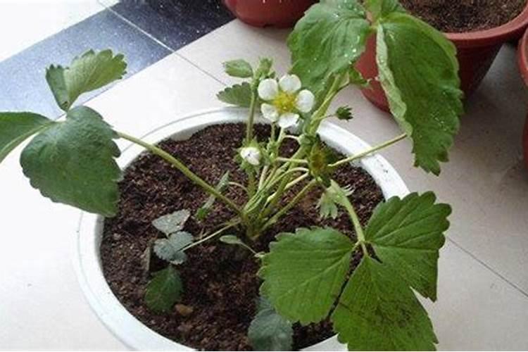 草莓开花时怎样施农家肥
