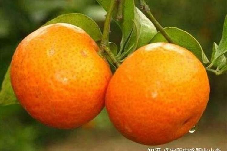 玉米控旺用什么药最好