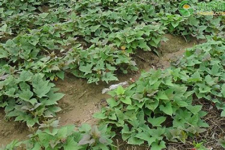 红薯怎么种植方法
