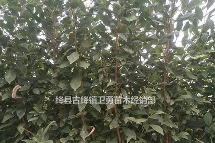 李子树秋季施什么肥？