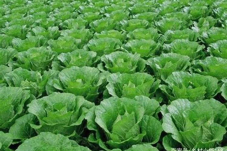 辣椒开花结果期用什么肥料