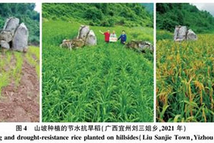 矿源黄腐酸钾和磷酸二氢钾复配使用