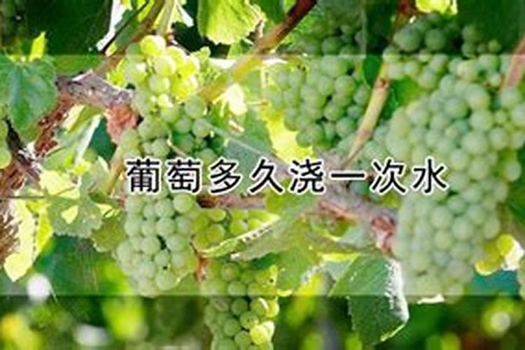 葡萄幼苗施肥用什么肥料好(新栽葡萄苗期需要怎样施肥)