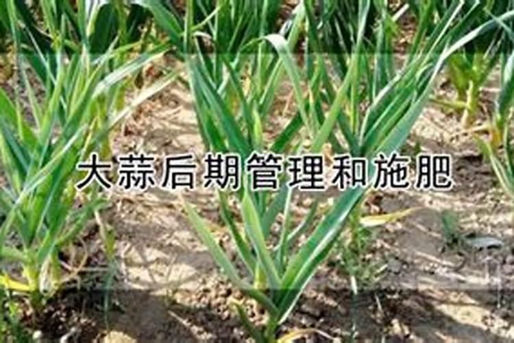 大蒜什么时候追肥最合适
