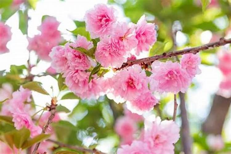 樱花怎么施肥