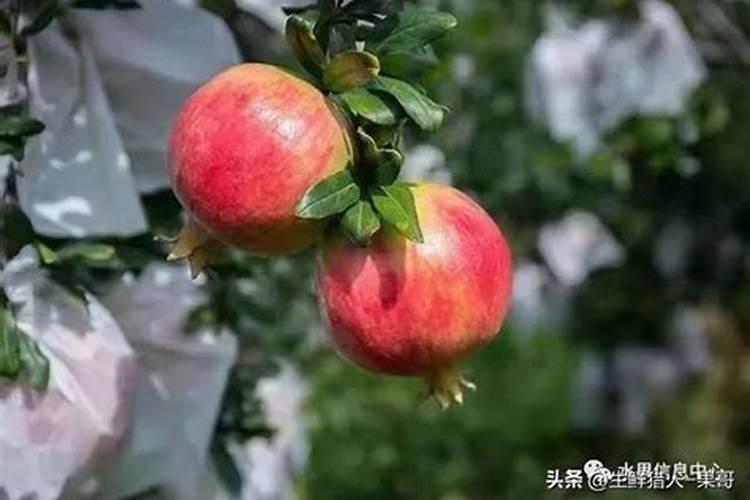 石榴树用什么化肥？