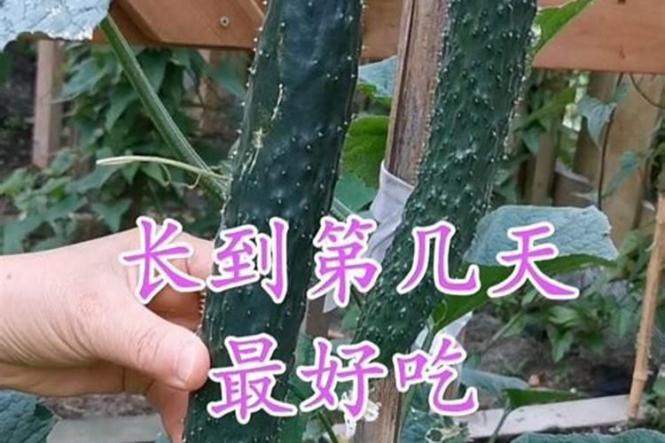 绿萝换盆后多久浇水一次