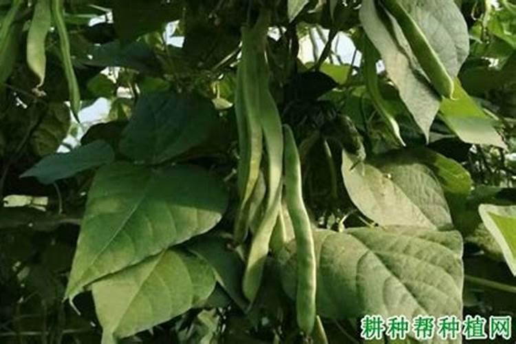 硝酸磷钾适合什么作物 有哪些作用