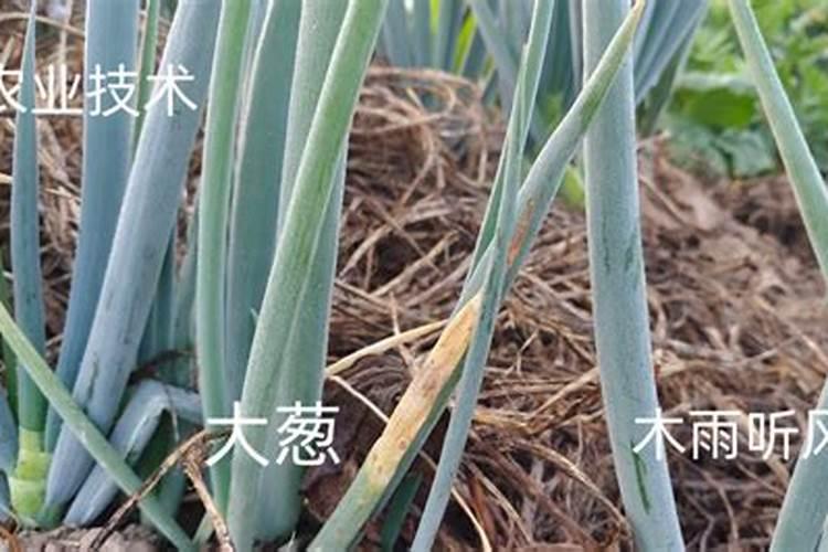 大葱用哪种肥料促进根系生长？大葱种植什么时候用肥比较好？