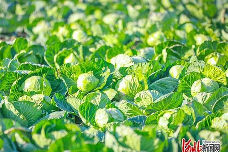 种植大白菜怎样施肥才产量高(种大白菜需要什么底肥)